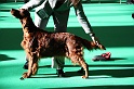 Crufts2011 046